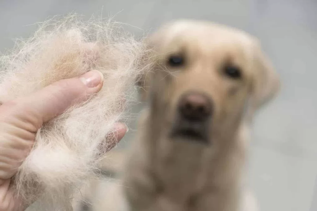 Dog Hair Loss Home Remedies