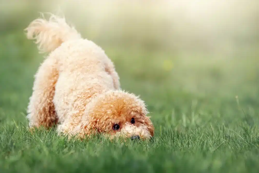 Hair Growth In dogs