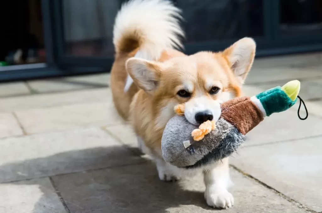 female dog whining and carrying a toy