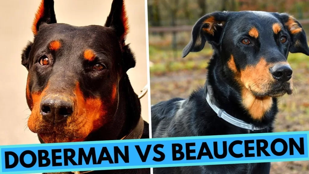 Beauceron vs Doberman