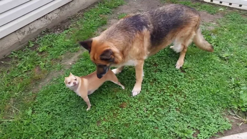 How can you mix a German shepherd and a Chihuahua?