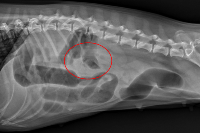 Canine Hairballs And Intestinal Blockage