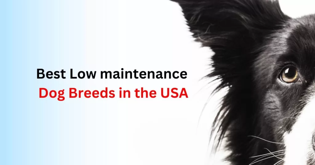Low maintenance dog Breeds