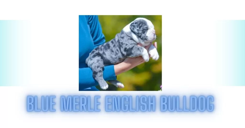 Blue Merle English bulldog