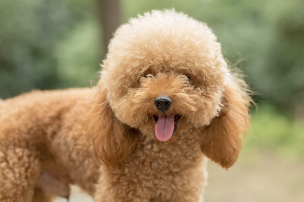 Brown Standard Poodles