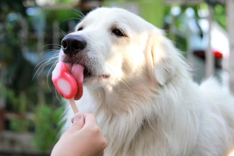 Can dogs eat strawberry ice cream