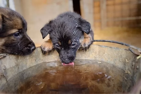 How much water should I give my German shepherd during summer in India