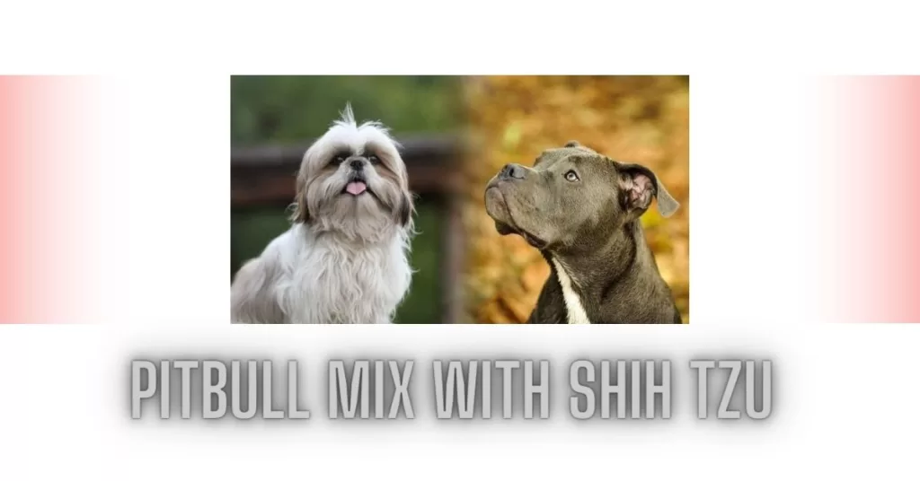 Pitbull Mix with Shih Tzu