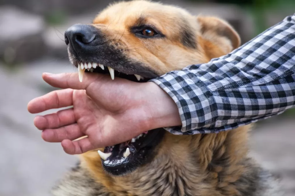 What to Do if You Get Bitten by a Dog