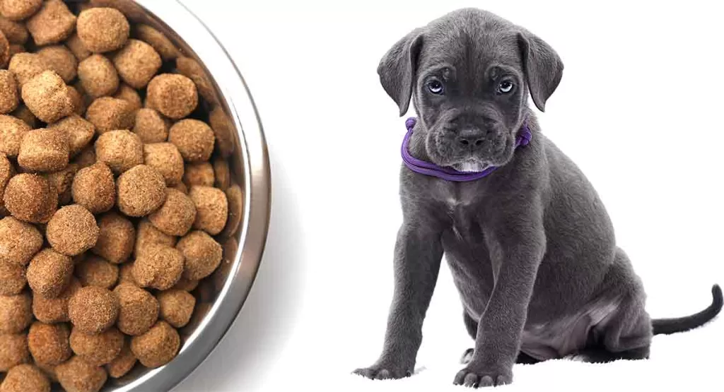 Best Puppy Food for Cane Corso