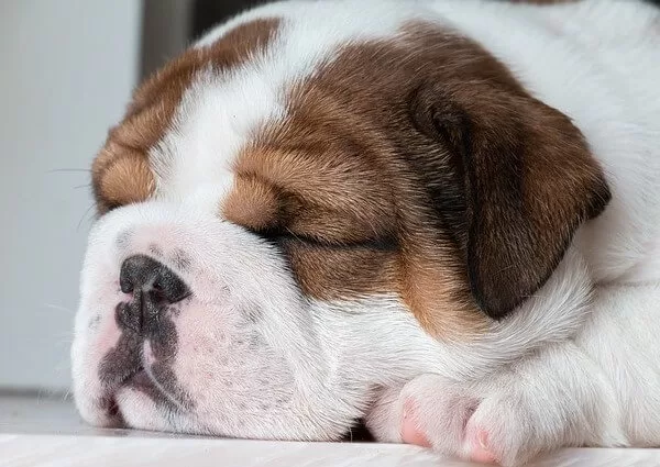 Puppy Breathing Fast While Sleeping