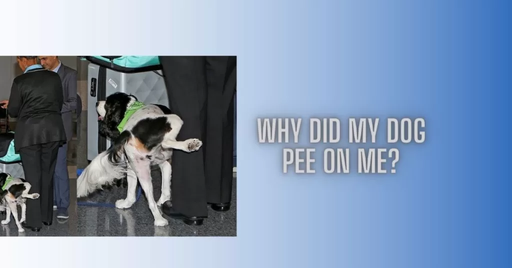 Why Did My Dog Pee On Me