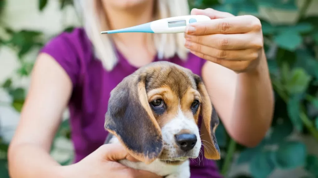 dog's temperature with a forehead thermometer
