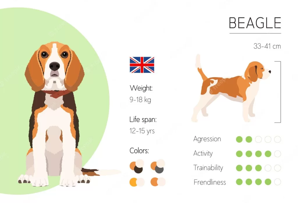 Beagle Lifespan