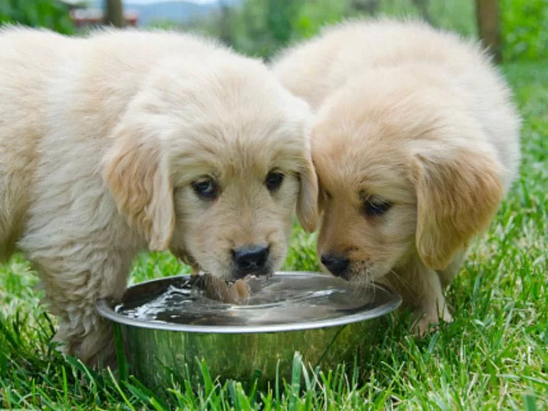 How Much Water Should a Puppy Drink