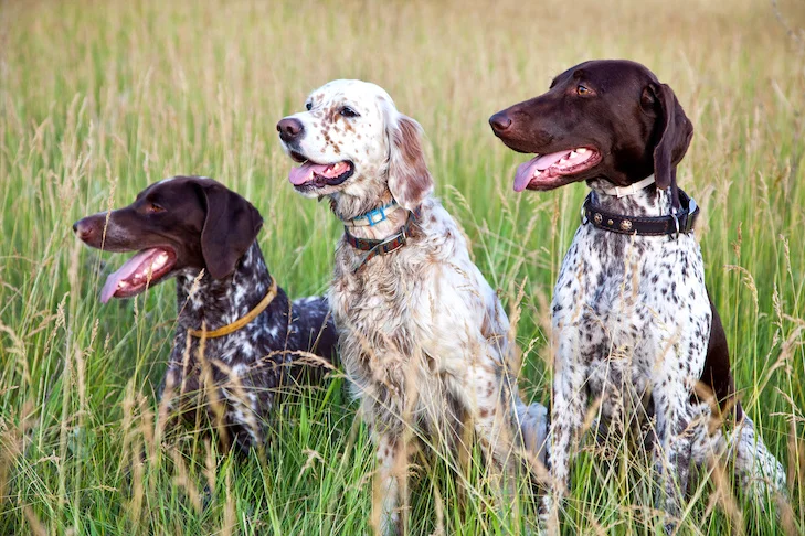 Breeds for hunting