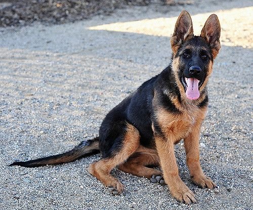 What is the average IQ of a German Shepherd