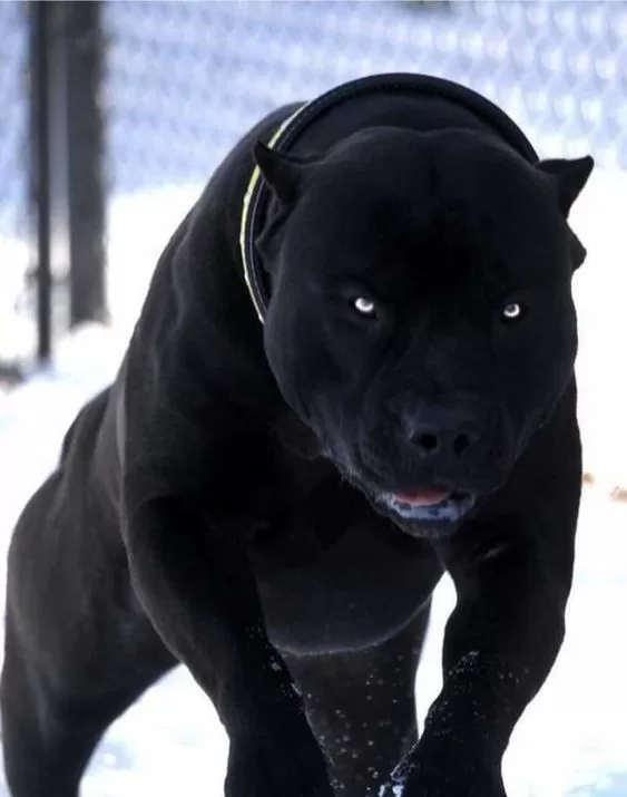 Black Panther Pit Bull