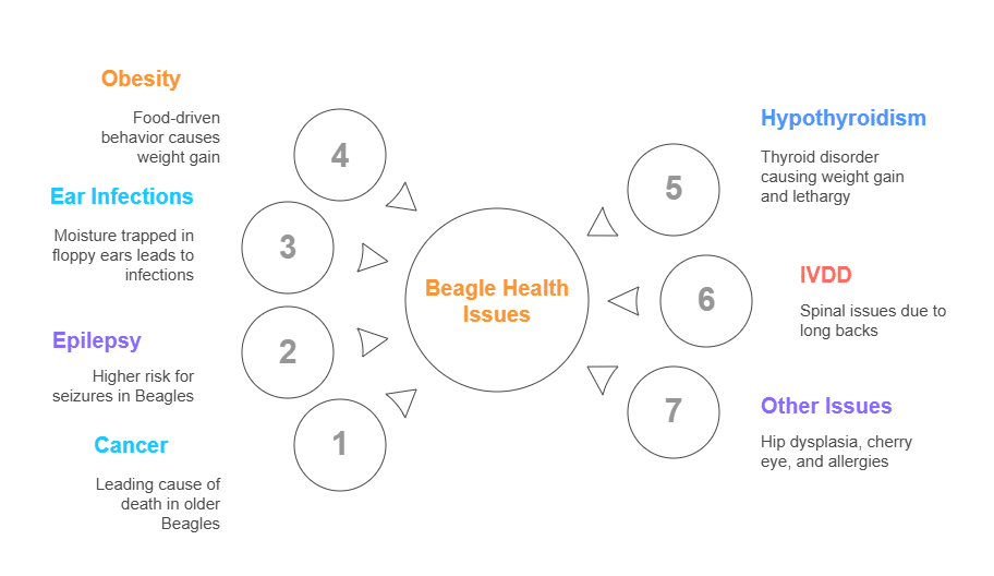 Beagle Health Issues