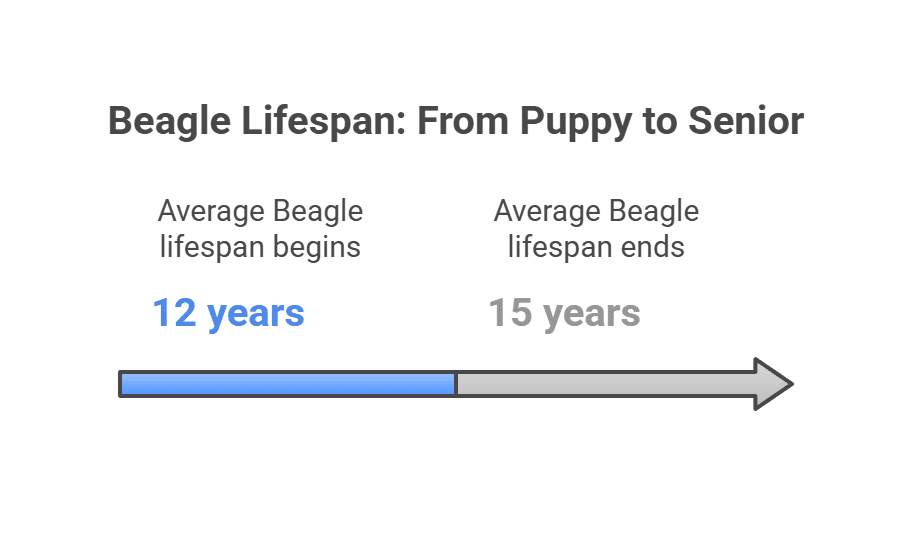 Beagle Lifespan: How Long Do Beagles Live and How to Help Them Thrive