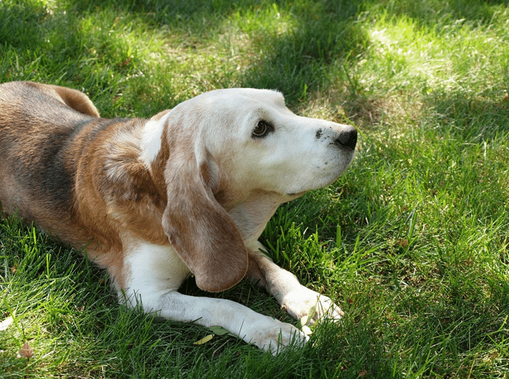 Beagle Lifespan: How Long Do Beagles Live and How to Help Them Thrive