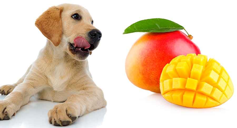 Can-I-Give-Maaza-Mango-Drink-to-my-dog