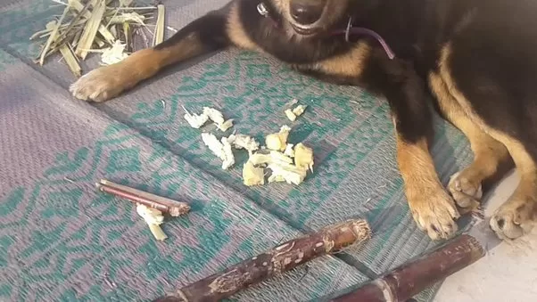 Dog ate Sugarcane