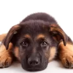 Earth rated dog wipes Review and Buying Guide 2023 Earth Rated Dog Wipes