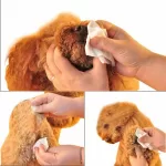 Earth rated dog wipes Review and Buying Guide 2023 Earth Rated Dog Wipes