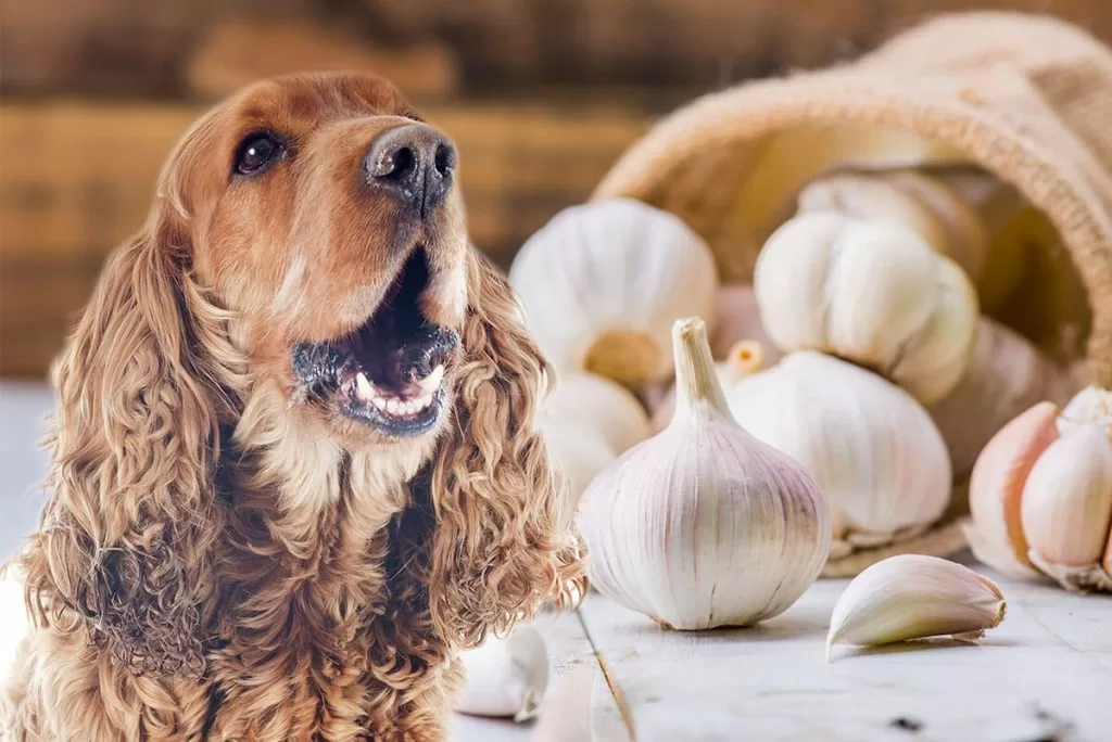 How Long After Eating Garlic Will a Dog Get Sick
