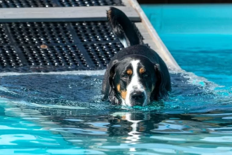 Dog Ramp for a Pool