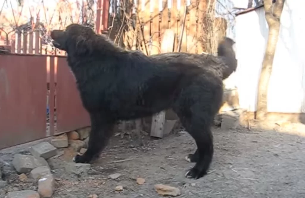 Romanian Raven Shepherd Dog