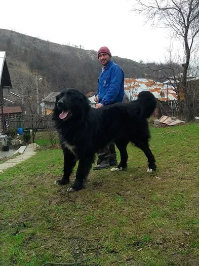 Romanian Raven Shepherd Dog