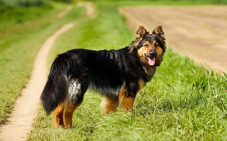 What dog looks like a German shepherd