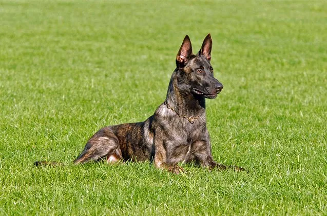 What dog looks like a German shepherd