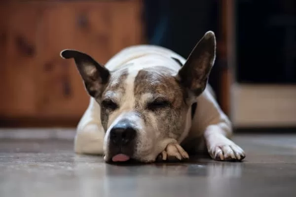 How to Get A Dog Unstoned? 7 Steps Quick Guide How to Get A Dog Unstoned