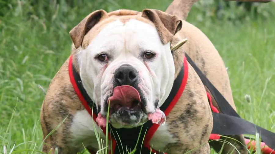 Alapaha Blue Blood Bulldog