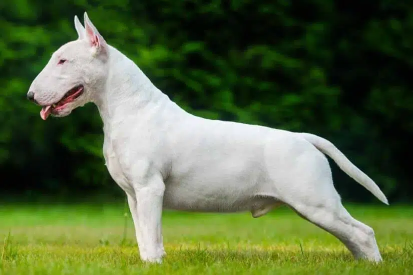 Bull-Terrier