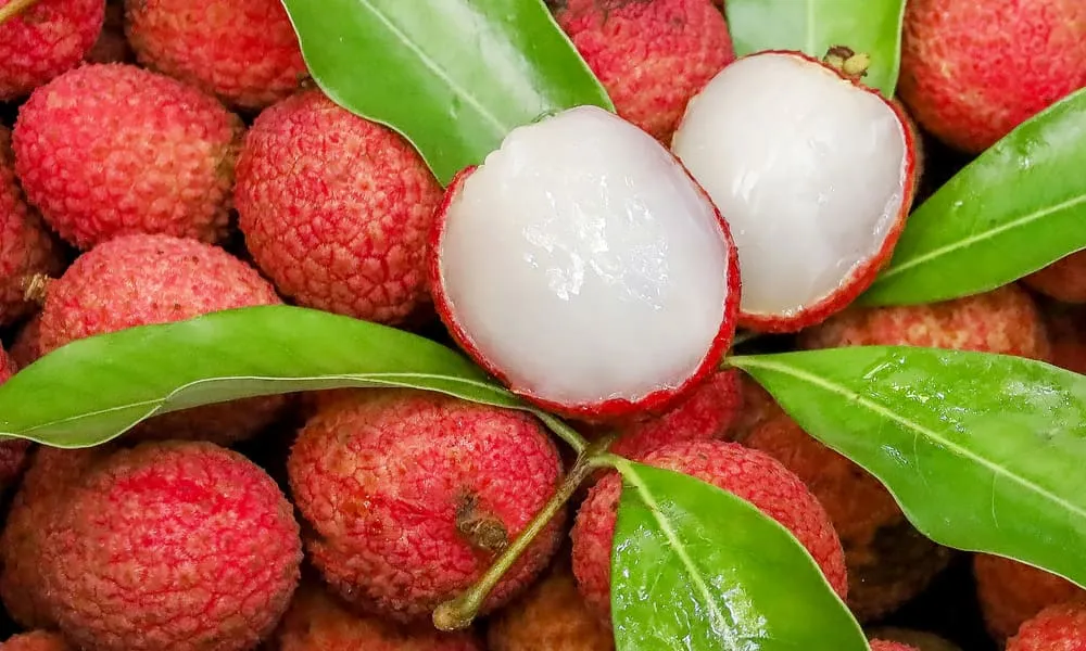 Can Dogs Eat Lychee