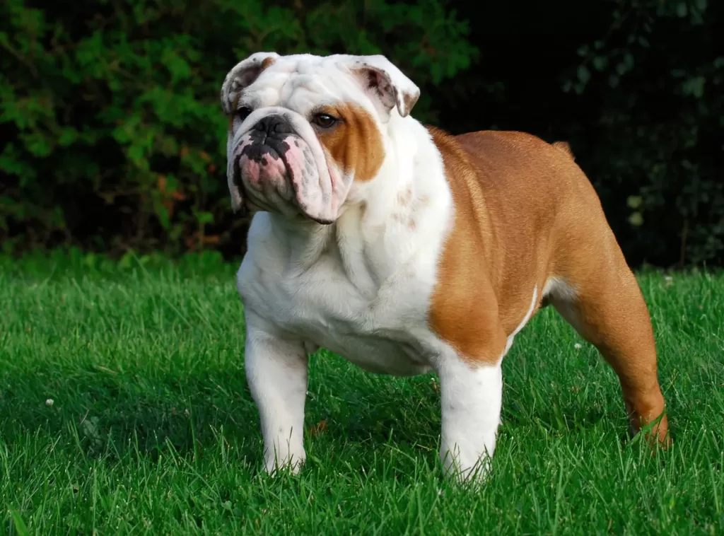 English-Bulldog