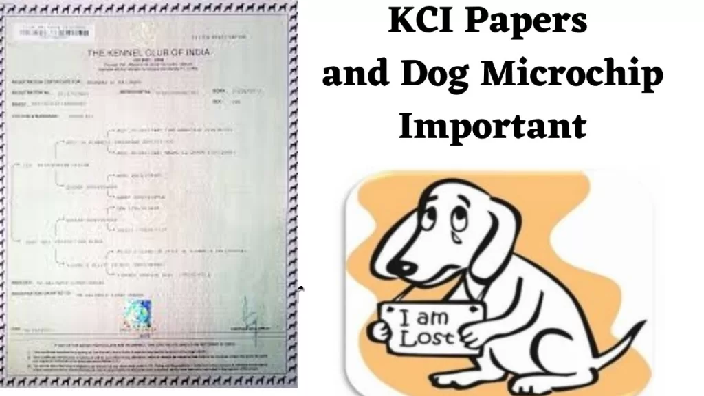 KCI paper