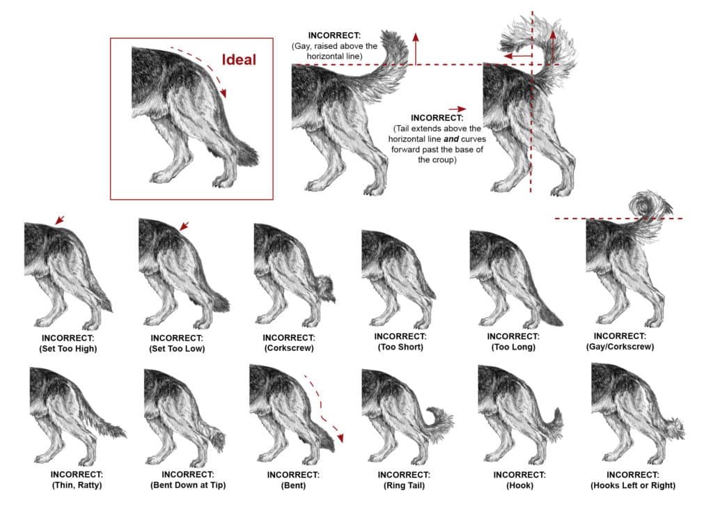 German-Shepherd-Tail-Types