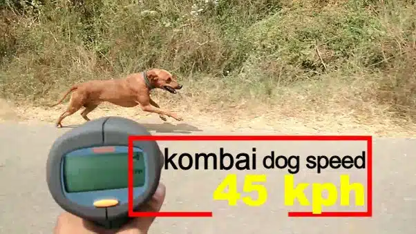 Kombai Dog
