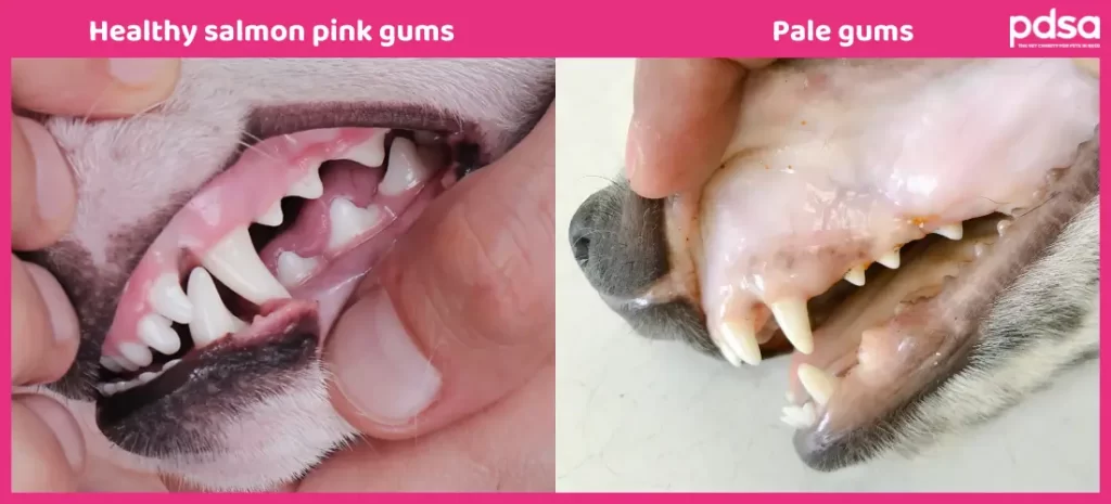 White Gums or Pale Gums in Dogs: Exploring Causes and Effective Responses