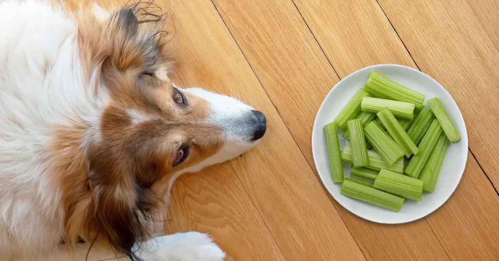Celery-for-dogs