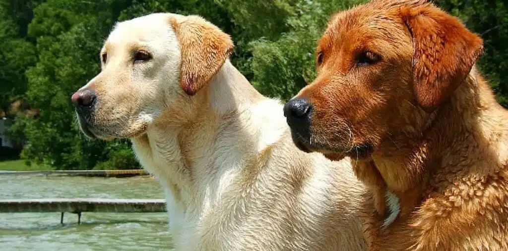 Fox Red Labrador Breed Traits and Characteristics