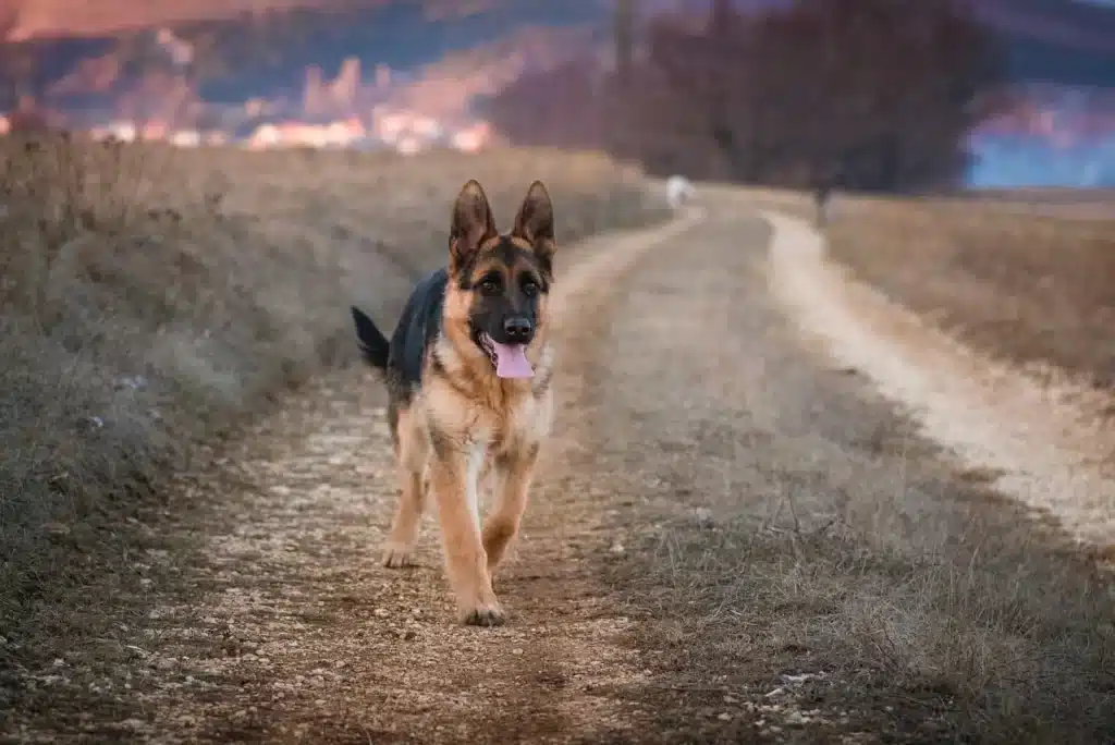 How Fast Can a German shepherd Run