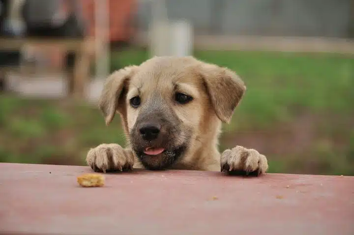 Indian-Pariah-Dog-Puppy