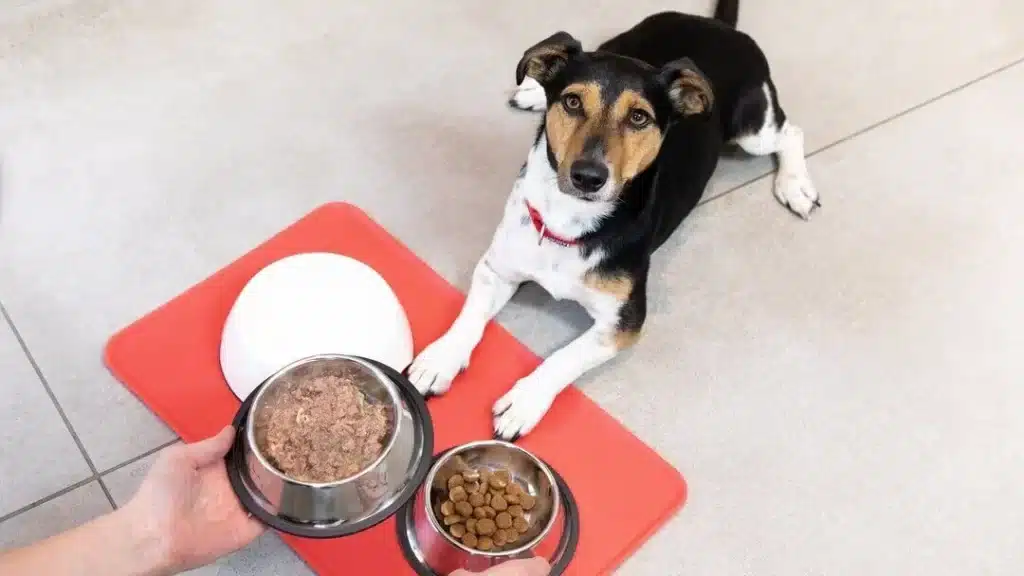 Monitor the amount of food your puppy eats.
