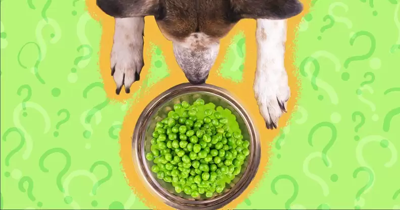 Peas-for-dogs
